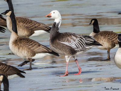 goose_snow