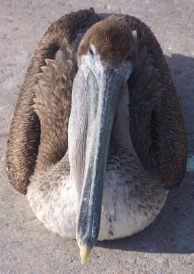 Texas Brown Pelican