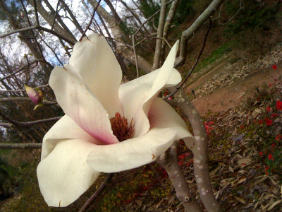 Flower Photos