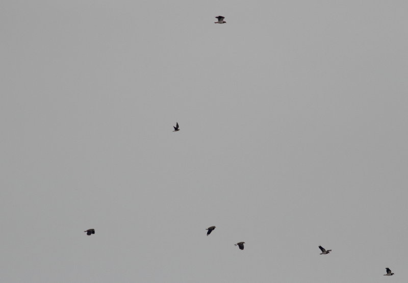 Black-winged Pratincole (Glareola nordmanni)