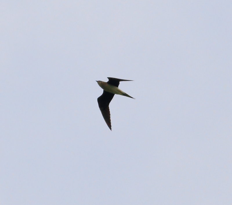 Black-winged Pratincole (Glareola nordmanni)