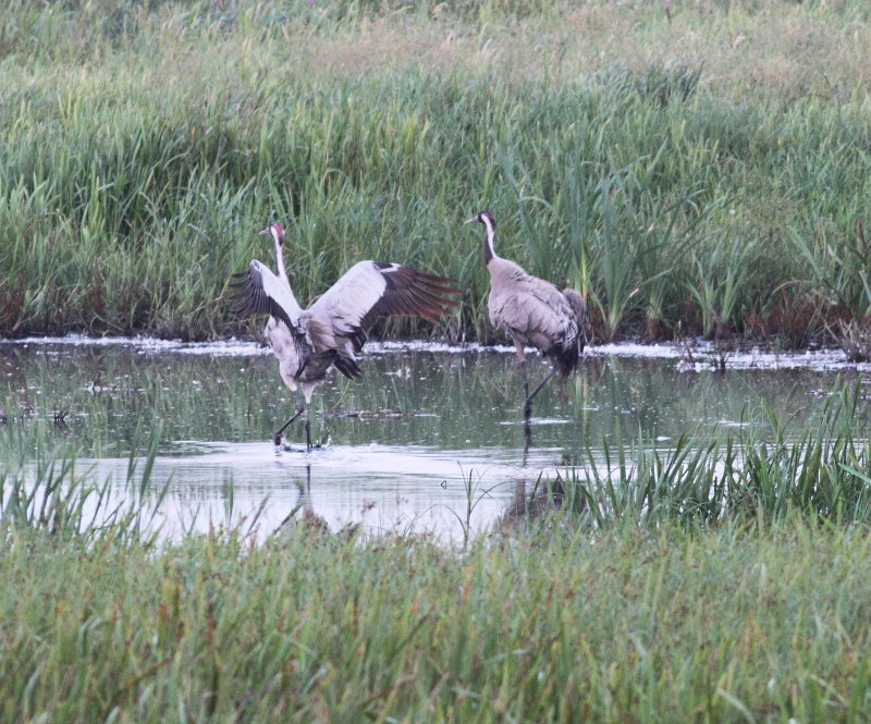Crane (Grus grus)