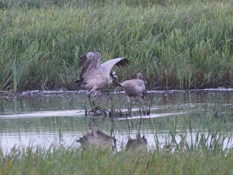 Crane (Grus grus)