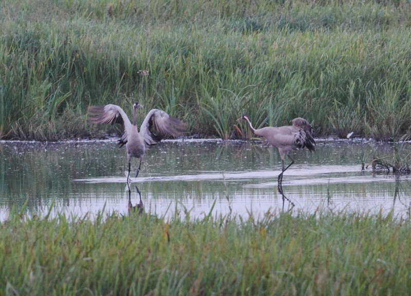 Crane (Grus grus)
