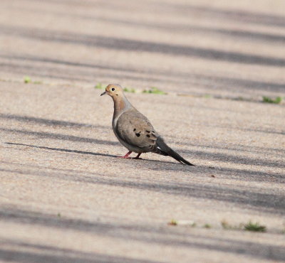 Mourning Dove.jpg