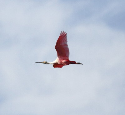 Roseate Spoonbill.2jpg.jpg