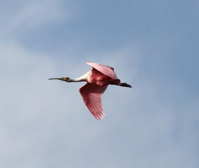Roseate Spoonbill.jpg
