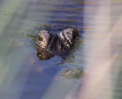 Alligator 2.jpg