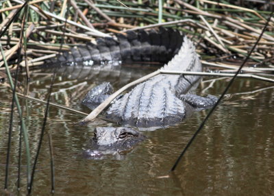 Alligator.jpg