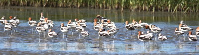 American Avocet 2.jpg