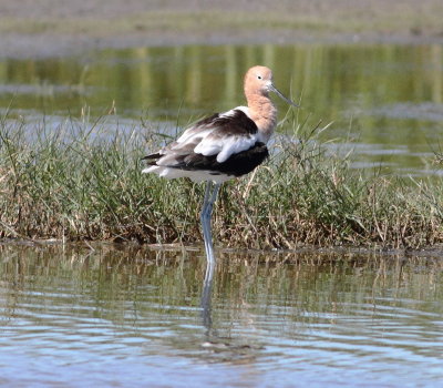 American Avocet.jpg