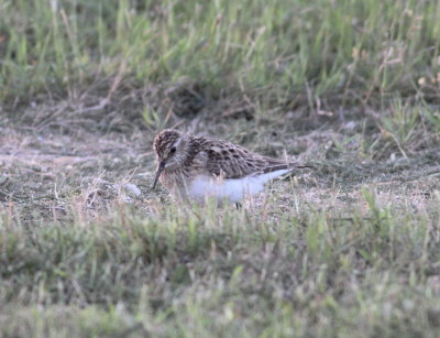 Baird's Sandpiper.jpg