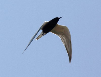 Black Tern 2.jpg