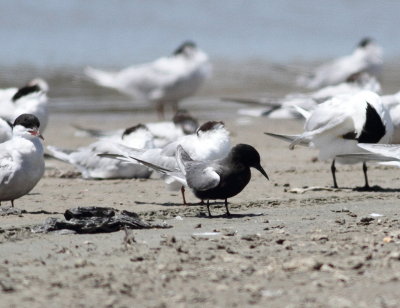 Black Tern 3.jpg