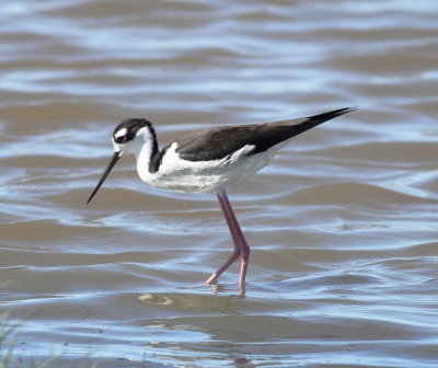 Black-necked Stilt 2.jpg