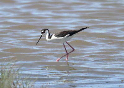 Black-necked Stilt.jpg