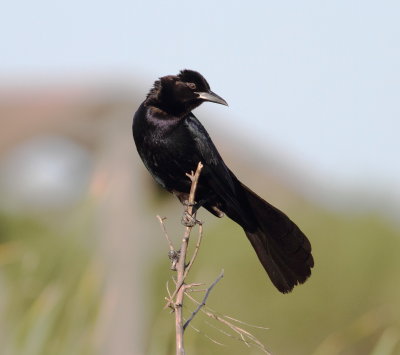 Boat-tailed Grackle 2.jpg