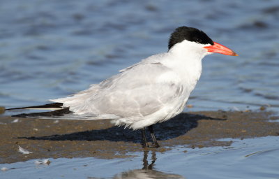 Caspian Tern.jpg