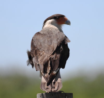 Crested Caracara 2.jpg