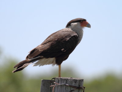 Crested Caracara.jpg
