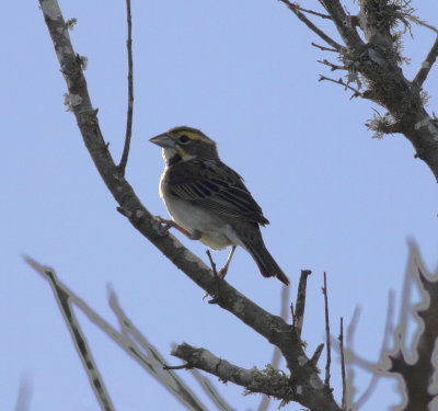 Dickcissel.jpg