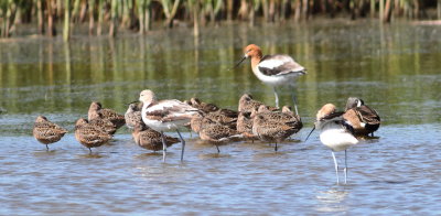 Dowitcher & American Avocet.jpg