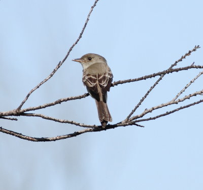 Eastern Wood-Pewee 2.jpg