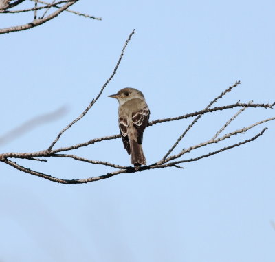 Eastern Wood-Pewee.jpg