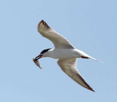Forster's Tern 2.jpg