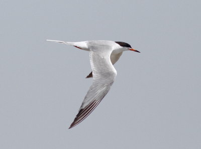 Forster's Tern 3 .jpg