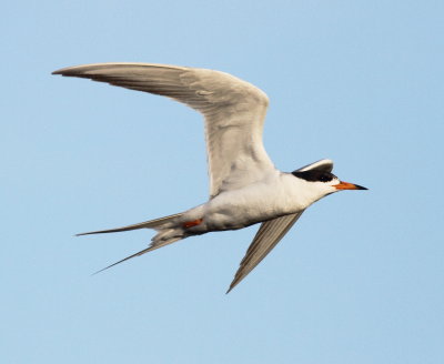 Forster's Tern.jpg