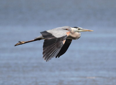 Great Blue Heron 4.jpg