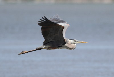 Great Blue Heron 5.jpg