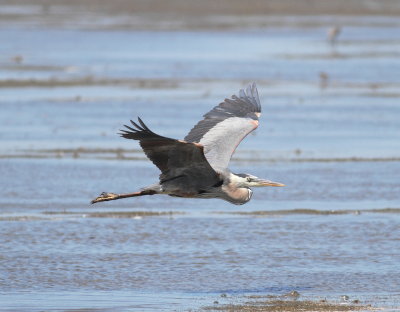 Great Blue Heron.jpg