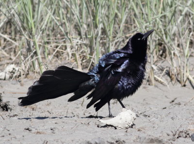 Great-tailed Grackle 2.jpg