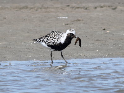 Grey Plover.jpg
