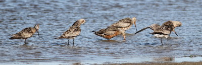 Hudsonian Godwit 3 .jpg