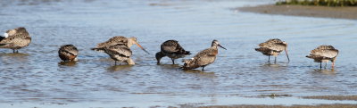 Hudsonian Godwit 4 .jpg
