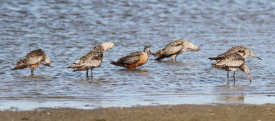 Hudsonian Godwit.jpg