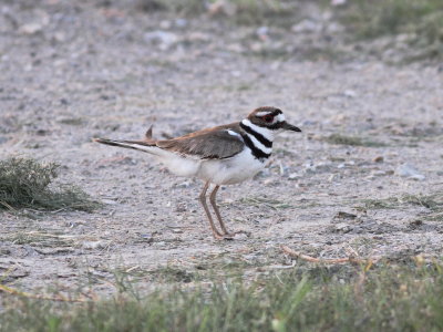 Kildeer 2 .jpg