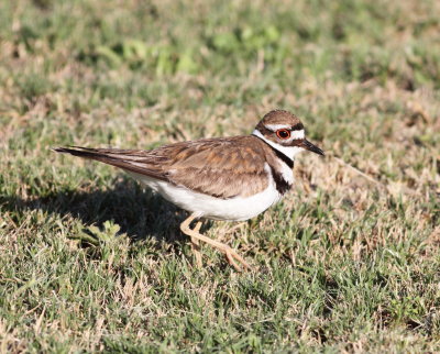 Kildeer 3 .jpg