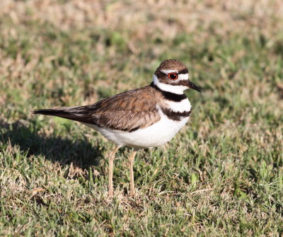 Kildeer 4 .jpg
