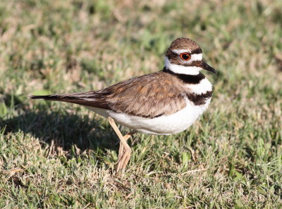 Kildeer 5 .jpg