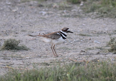 Kildeer.jpg