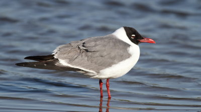 Laughing Gull 2.jpg