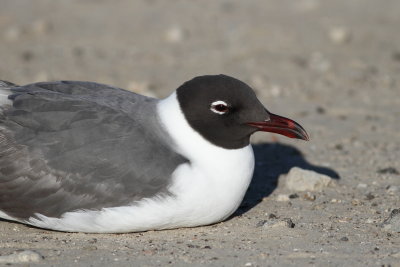 Laughing Gull.jpg