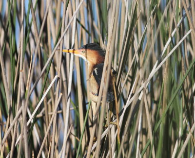 Least Bittern 2.jpg