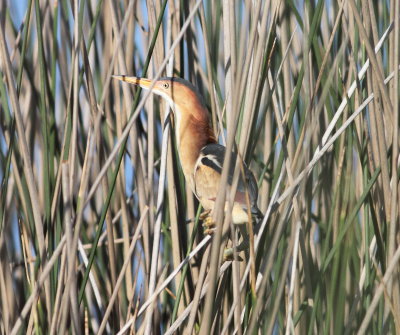 Least Bittern.jpg