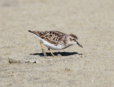 Least Sandpiper.2 jpg.jpg
