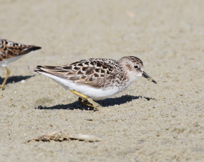 Least Sandpiper.3  jpg.jpg